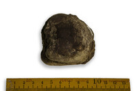 F 12991
<br/>
<br/>
<em></em>